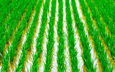 arroz cultivo portada